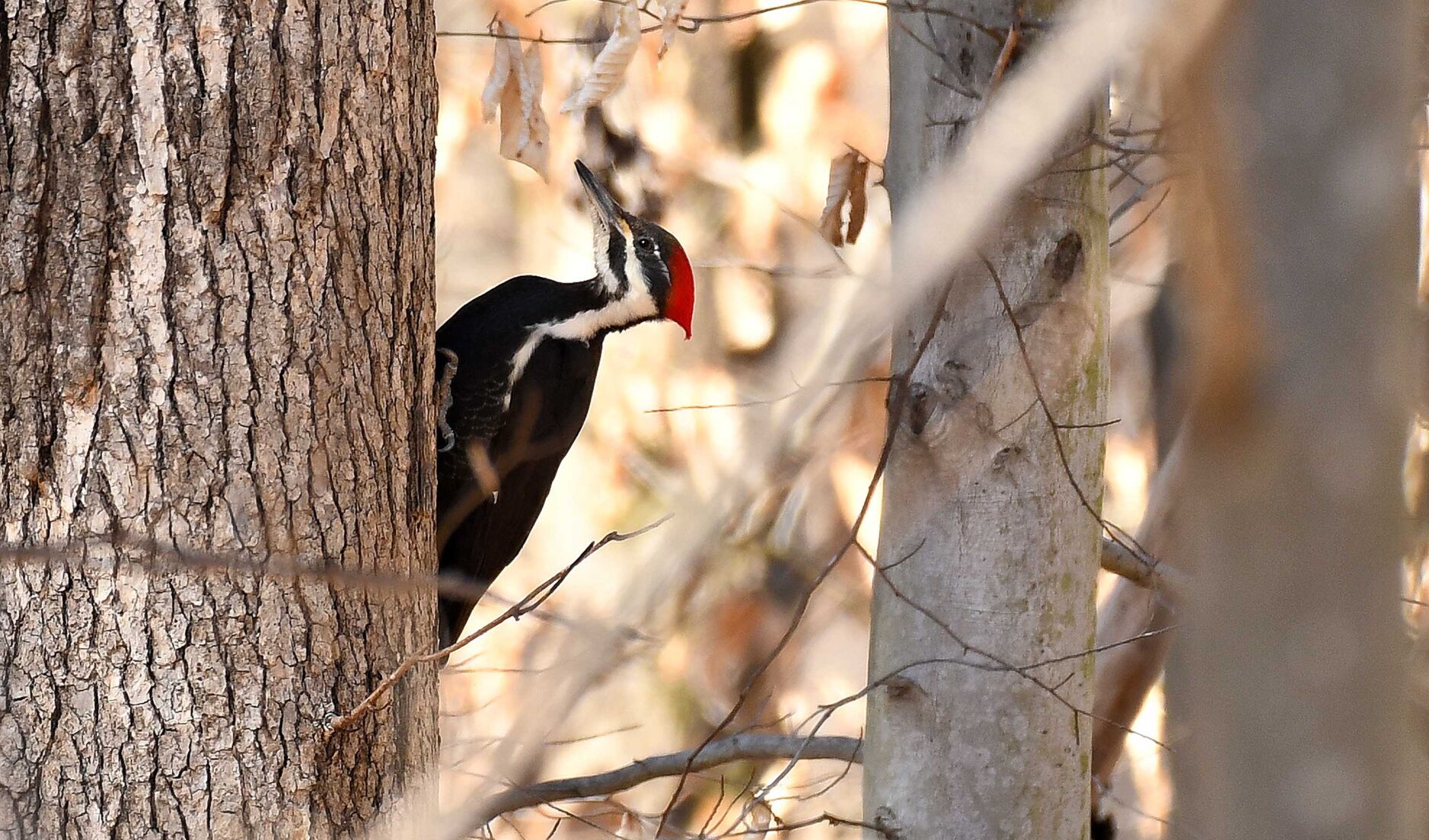 Woodpecker